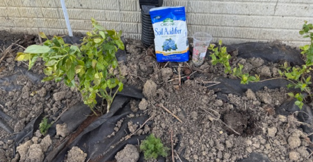 3 Blueberry Bushes Beside the House